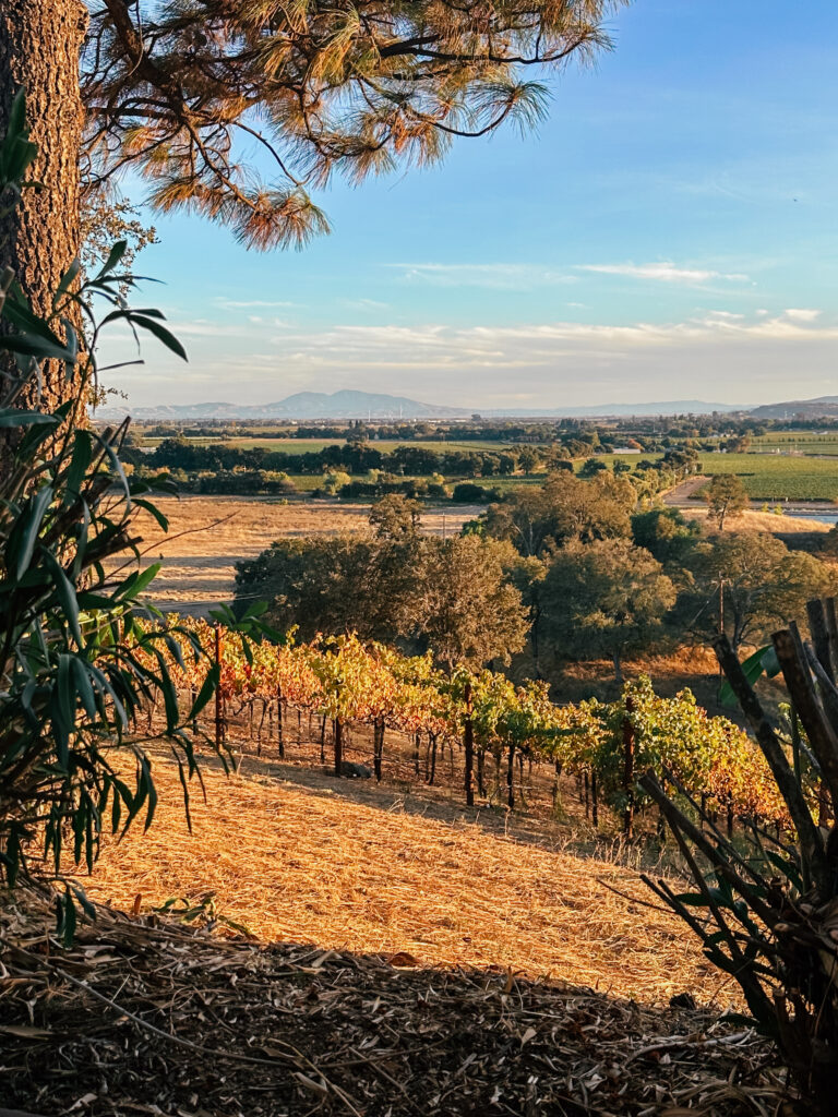 Imagem de destaque do conto a vindima